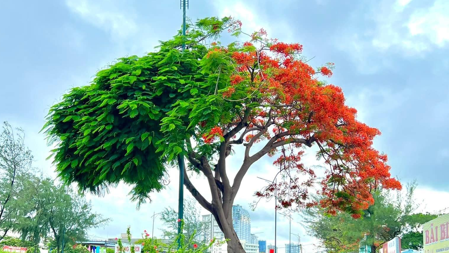 Cây phượng nửa lá nửa hoa mang trong mình vẻ đẹp hoang sơ và mộc mạc. Hãy chiêm ngưỡng hình ảnh cây phượng đang nở rộ hoa sặc sỡ để cảm nhận được sức sống và khát khao tự do của thiên nhiên.